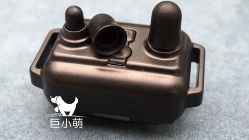 訓犬止吠器評測 美女電擊親測，有用但請盡可能不用